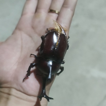 独角仙有公有母，4cm以上大个体