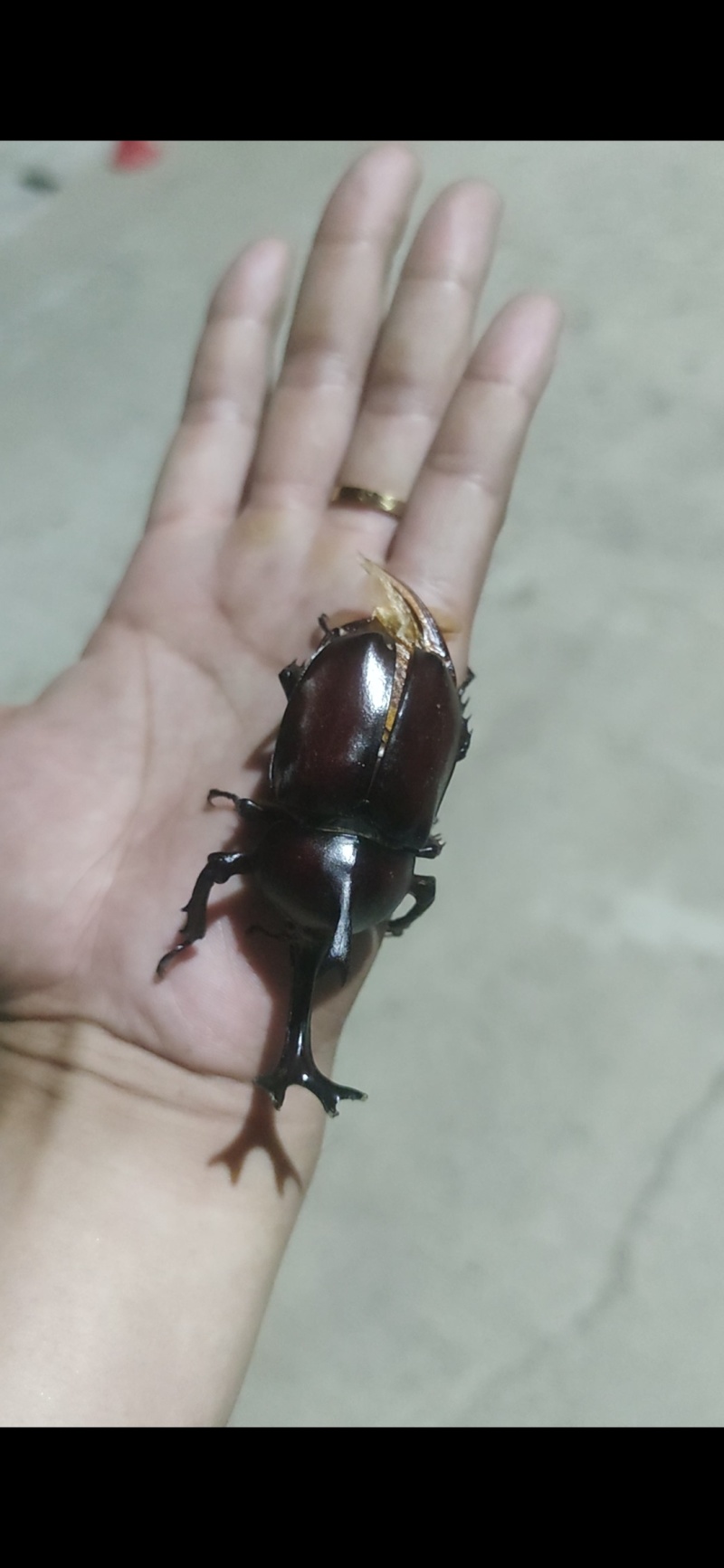 独角仙有公有母，4cm以上大个体