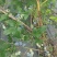 蓝莓中果，果径约1.6cm