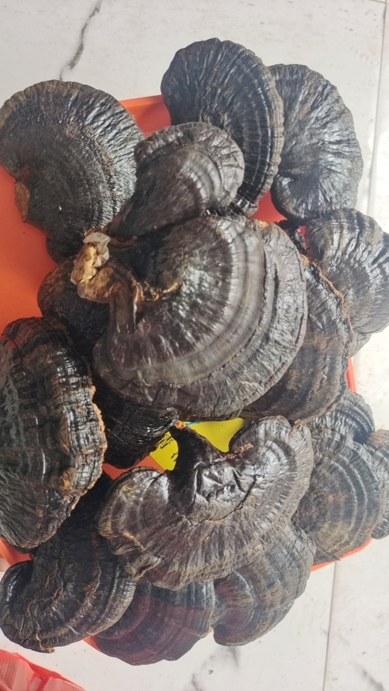 黑灵芝干货