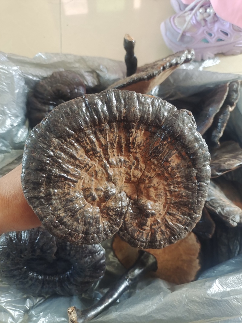 黑灵芝干货