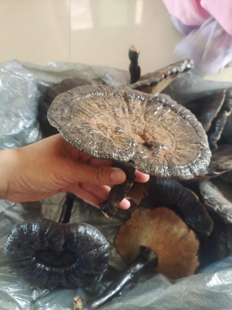 黑灵芝干货