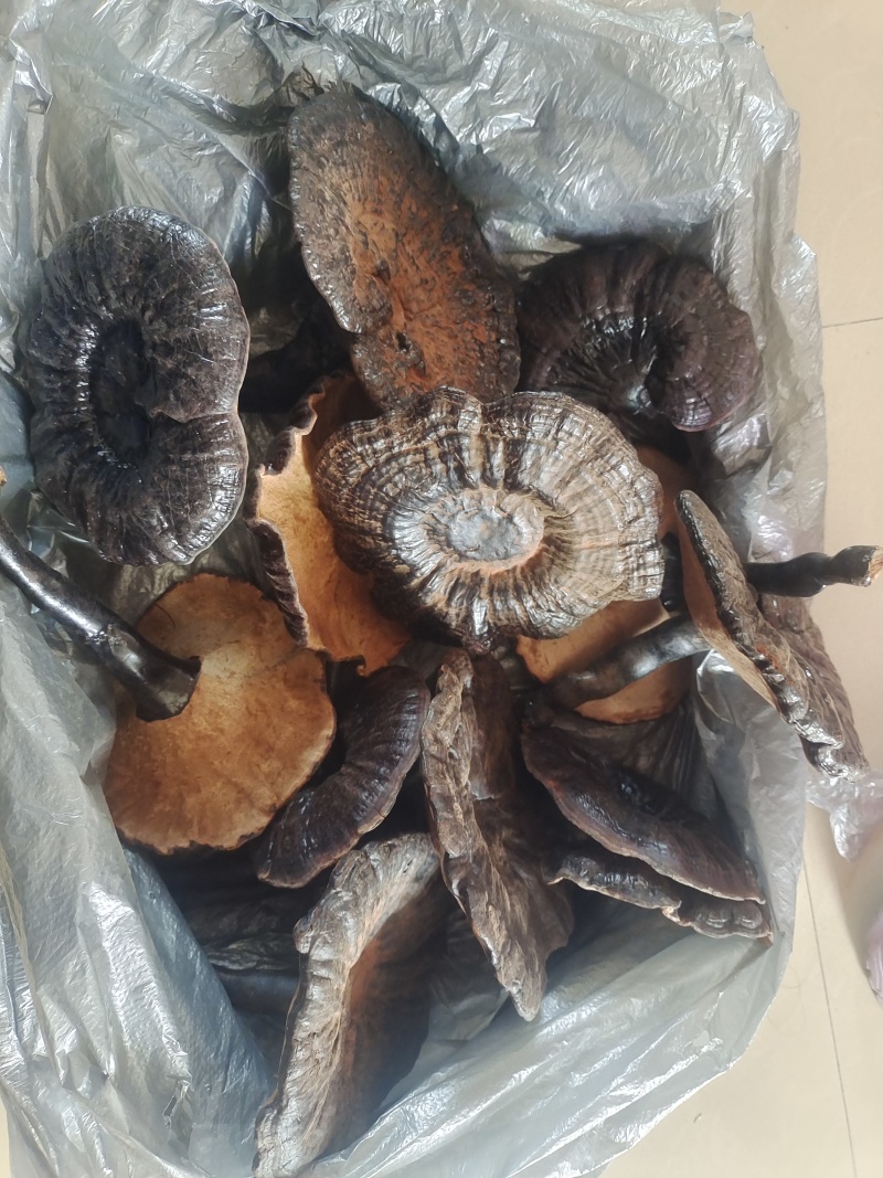 黑灵芝干货