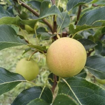 红梨四两起