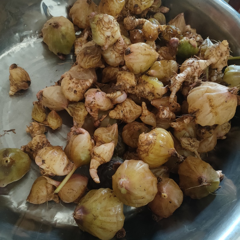 毛慈菇