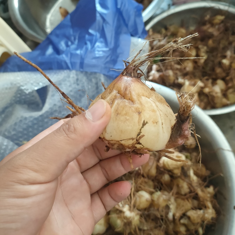 毛慈菇