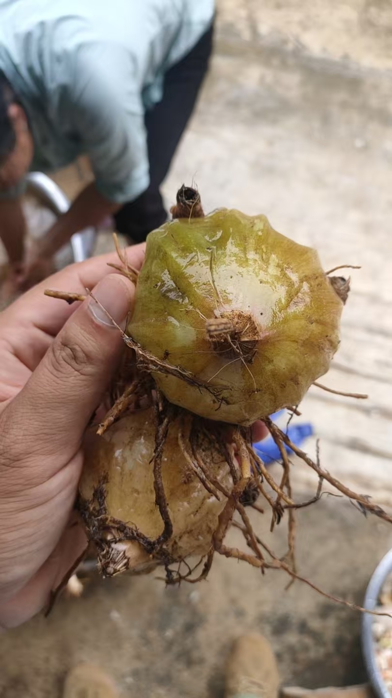 毛慈菇
