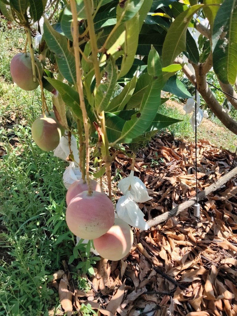热龙芒果6两起步一级，统货市场货电商货均有，黄袋白袋都有