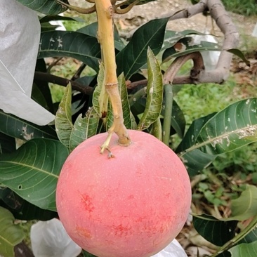 苹果芒4两起统货，可一件代发净重8.5斤/件，带箱9.8