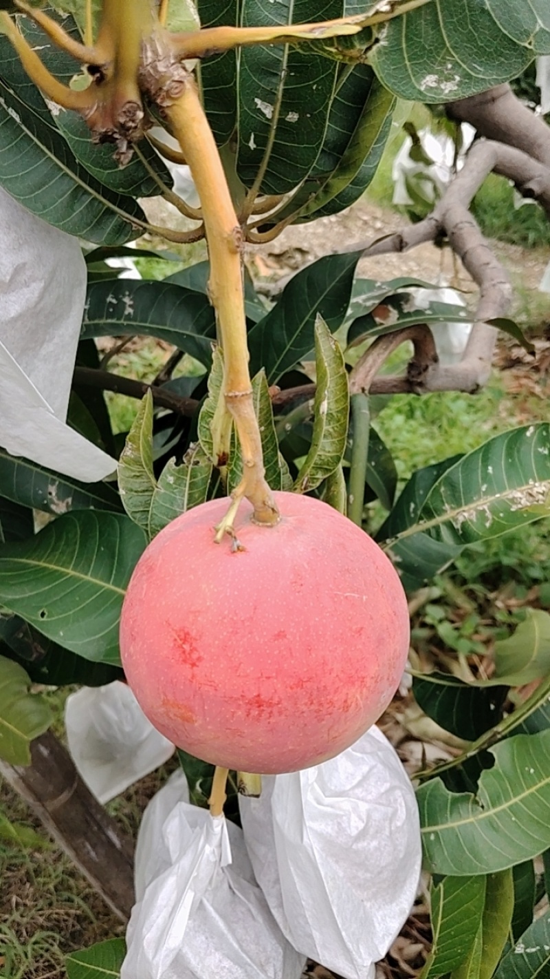 热龙芒果6两起步一级，统货市场货电商货均有，黄袋白袋都有