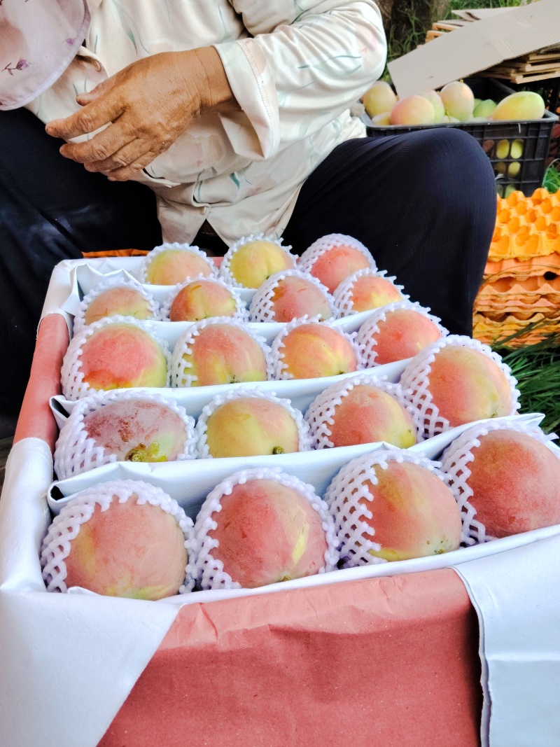 热龙芒果6两起步一级，统货市场货电商货均有，黄袋白袋都有