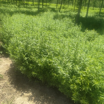 千屈菜50-80厘米