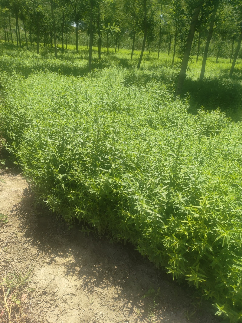 千屈菜50-80厘米
