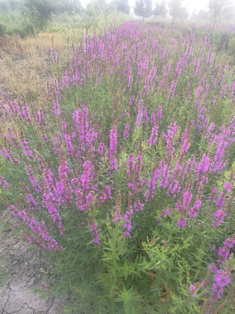 千屈菜50-80厘米