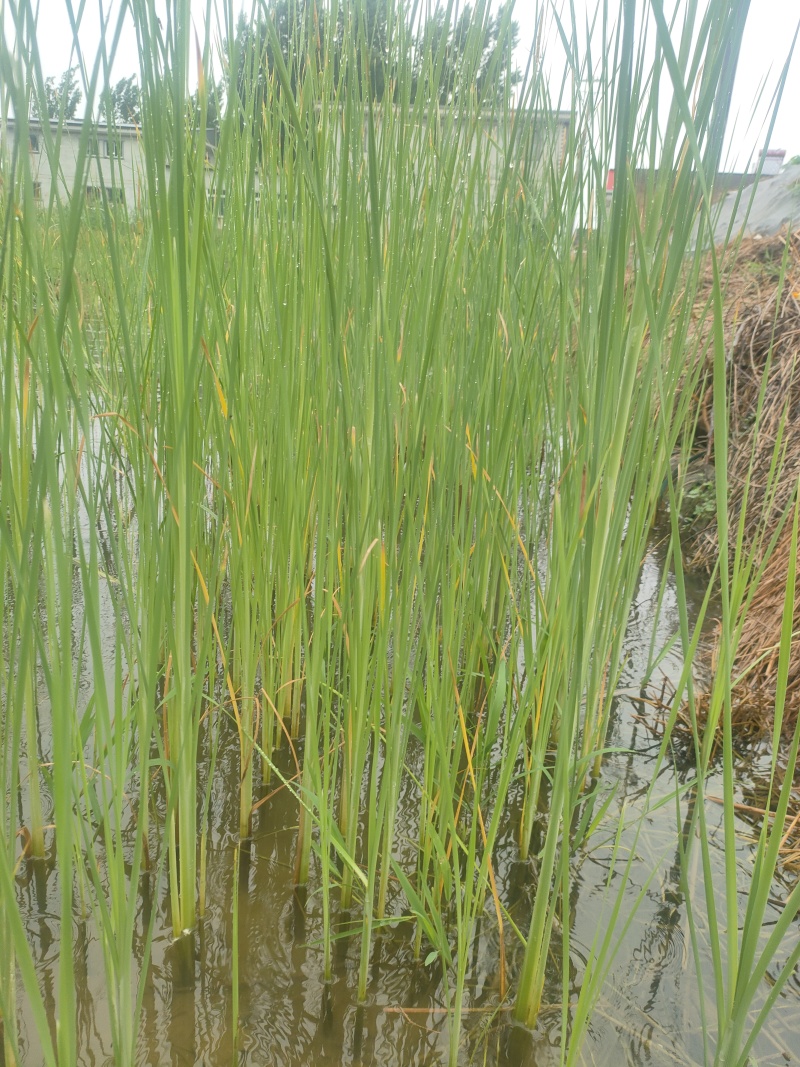 香蒲50-100厘米