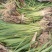 黄花鸢尾高1米