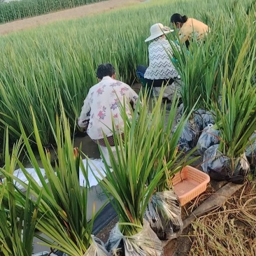 荷花苗高1米