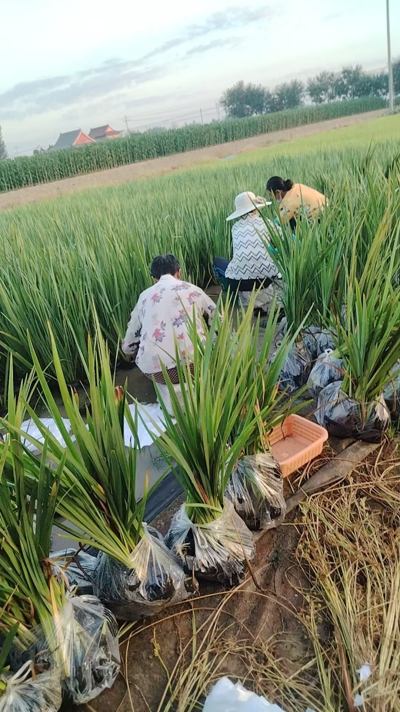 荷花苗高1米