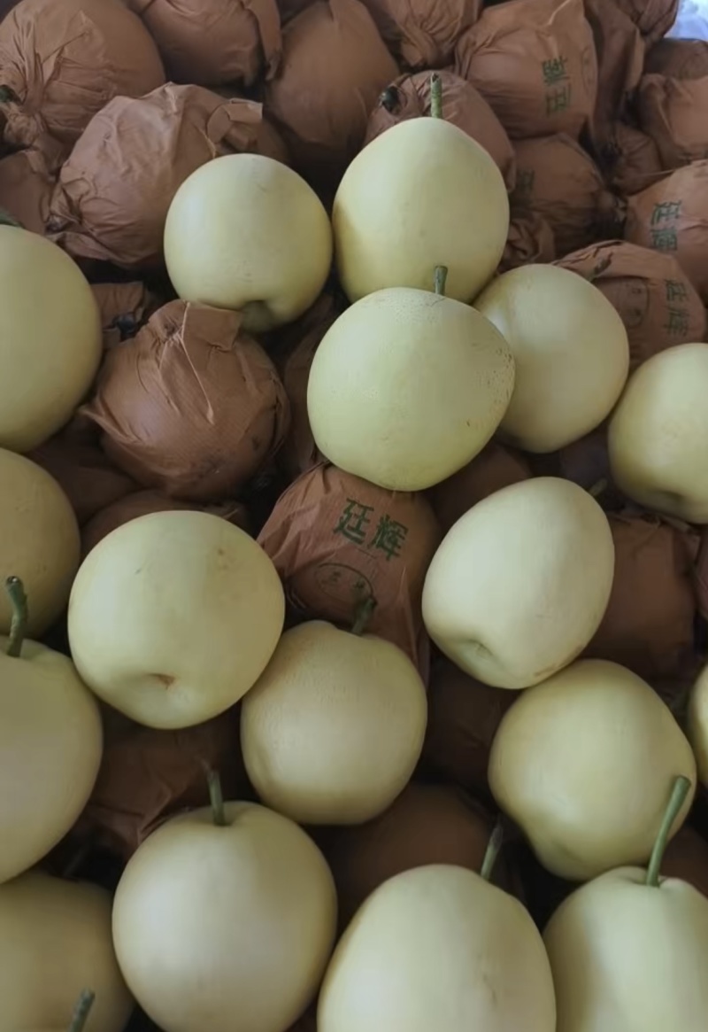 皇冠梨