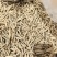 竹虫