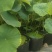 荷花苗高1米