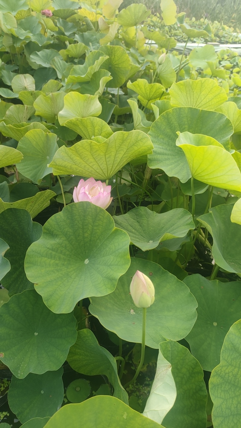 荷花苗高1米