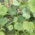 荷花苗高1米