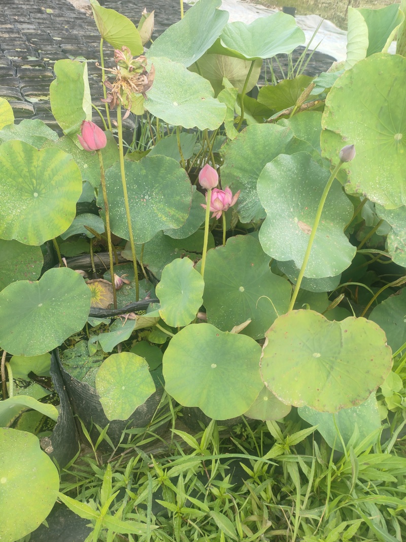 荷花苗高1米