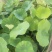 荷花苗高1米