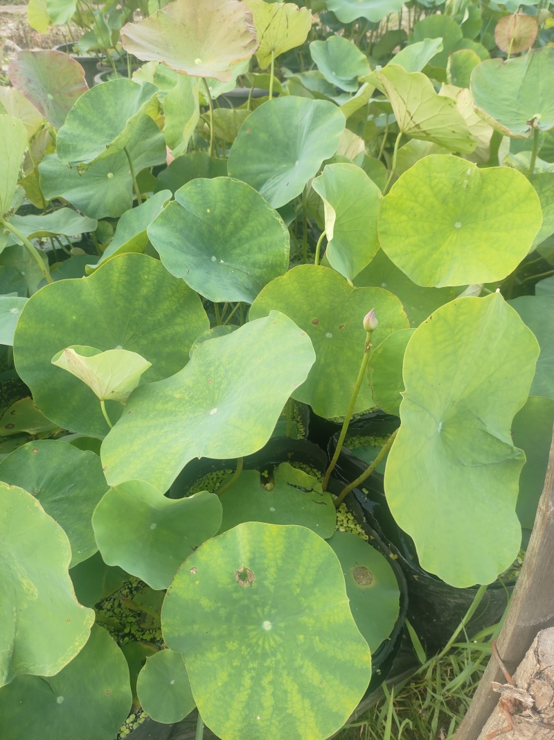 荷花苗高1米