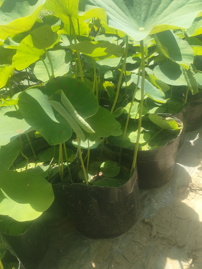 荷花苗高1米