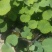 荷花苗高1米