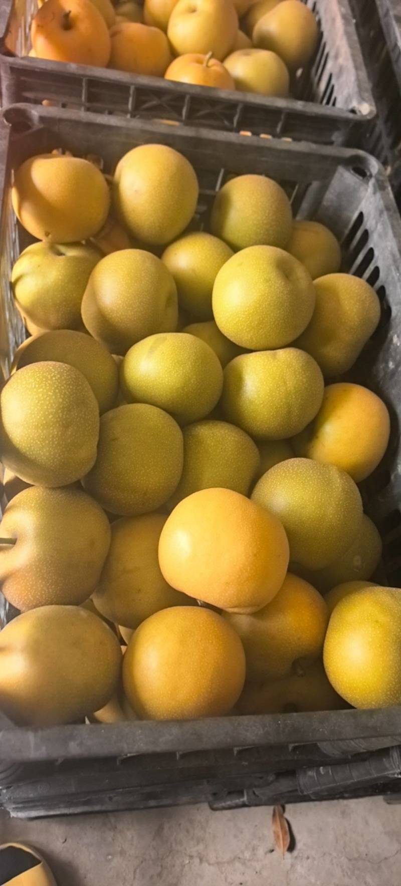 梨夏至蜜梨，半斤以上