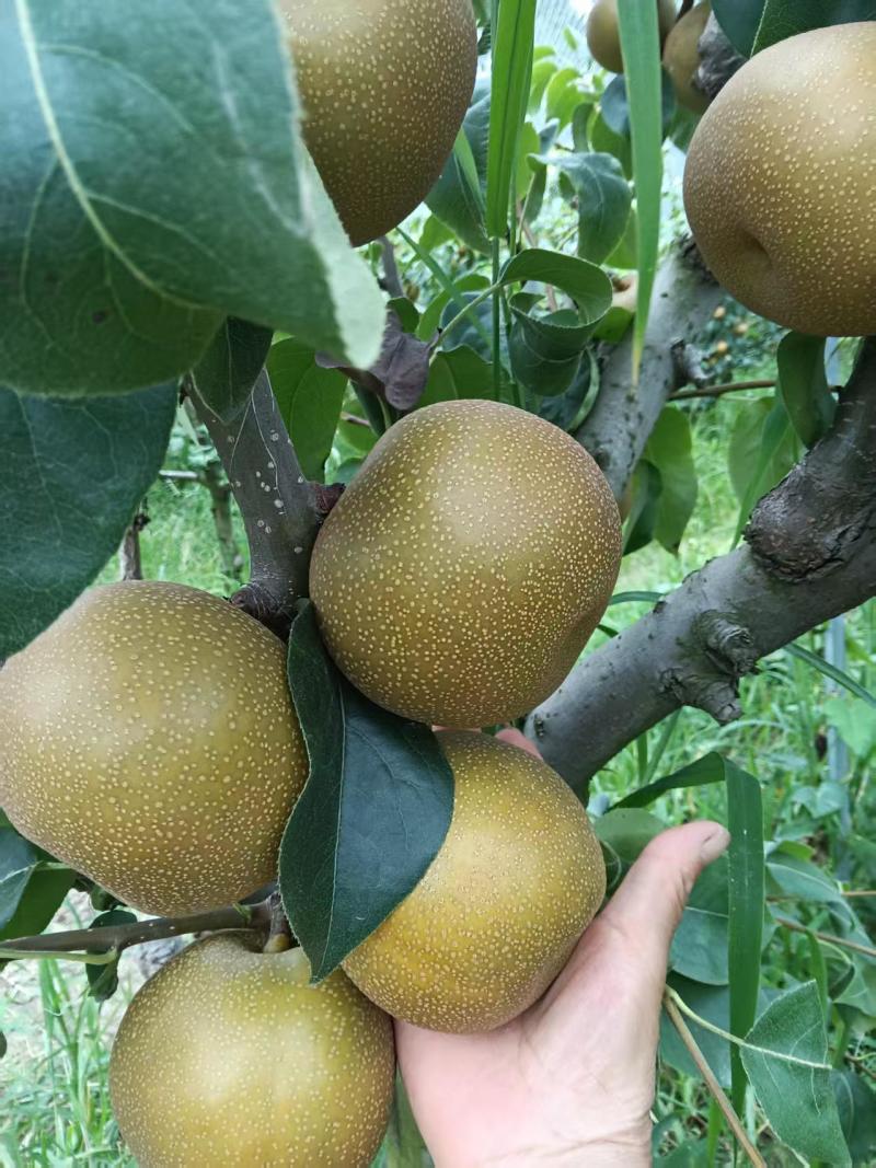 梨夏至蜜梨，半斤以上