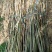 芦苇50-100厘米