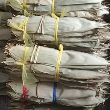 粽叶高山野生,长度45-50厘米,宽度7-11厘米