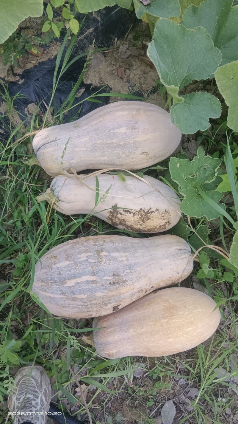 蜜本南瓜挑货，5斤起