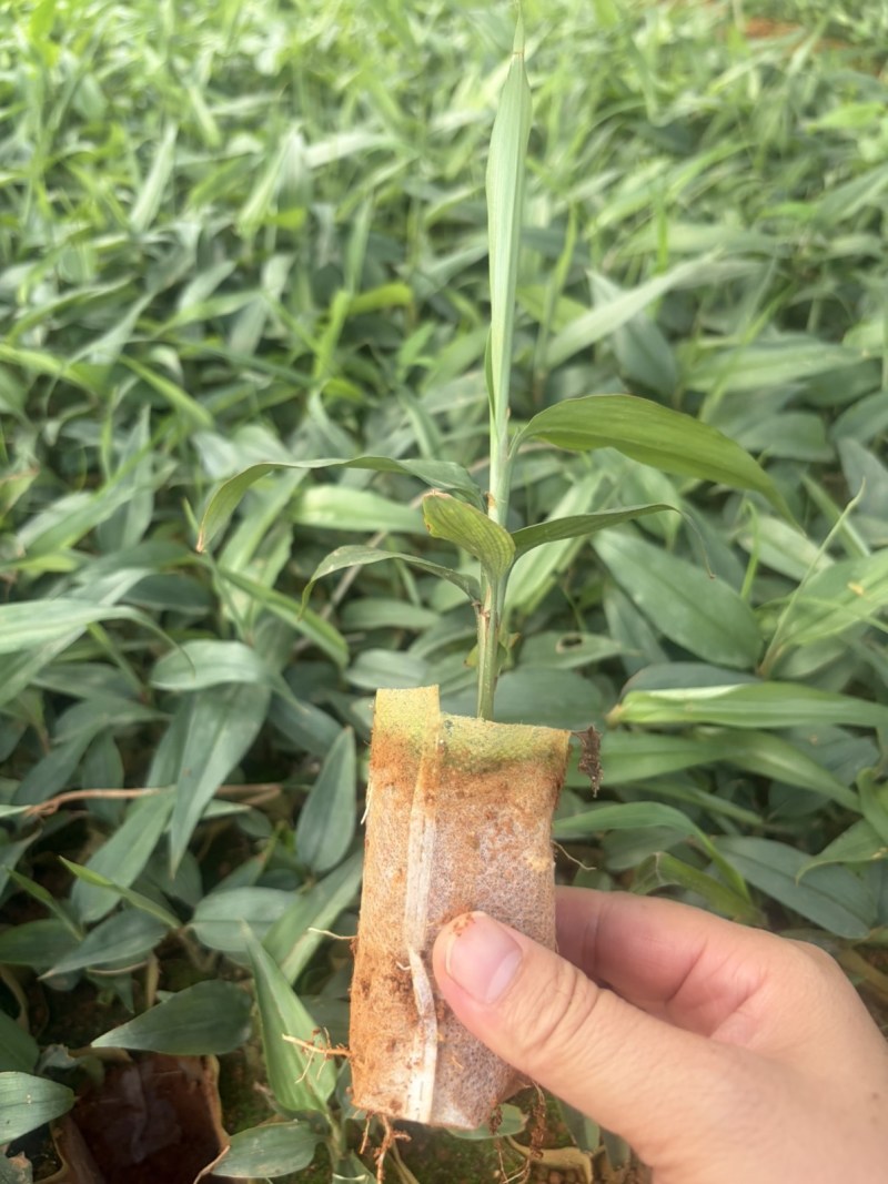 益智苗
