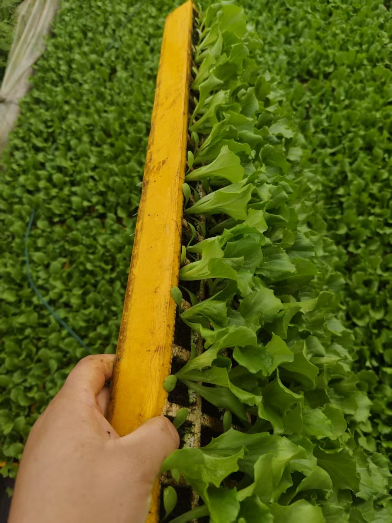 生菜苗通货2000颗一箱