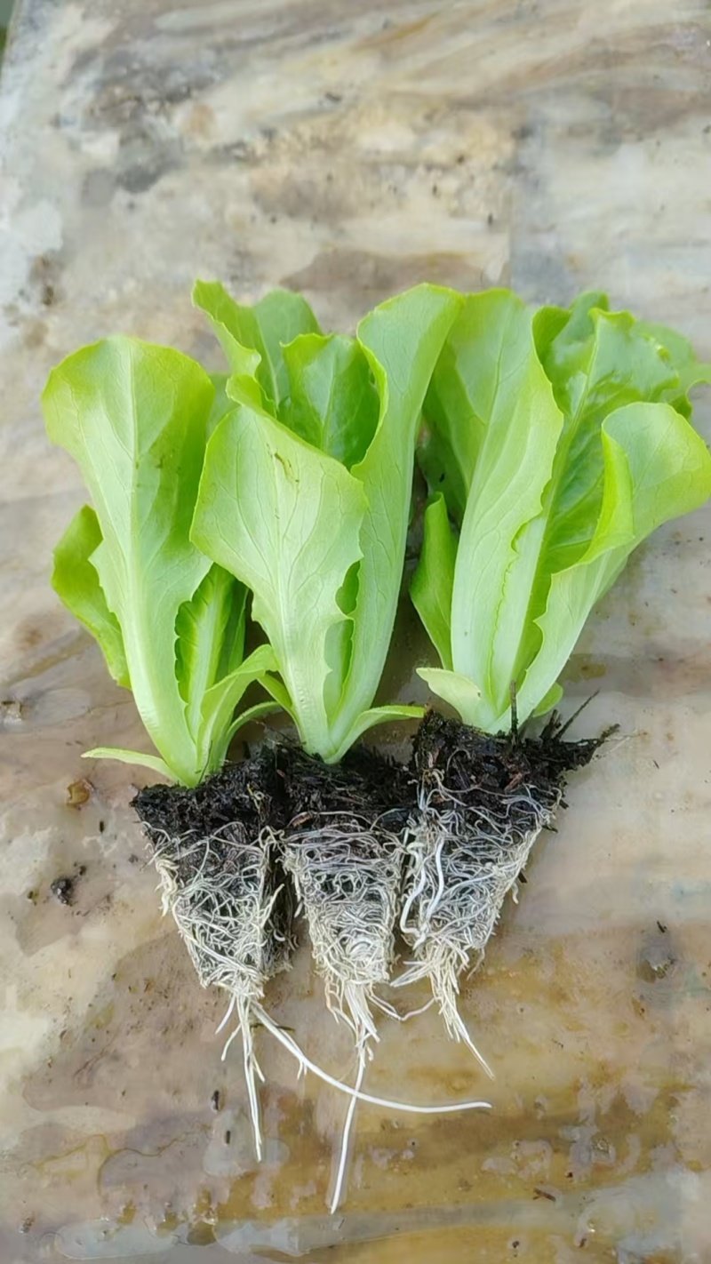 生菜苗通货2000颗一箱