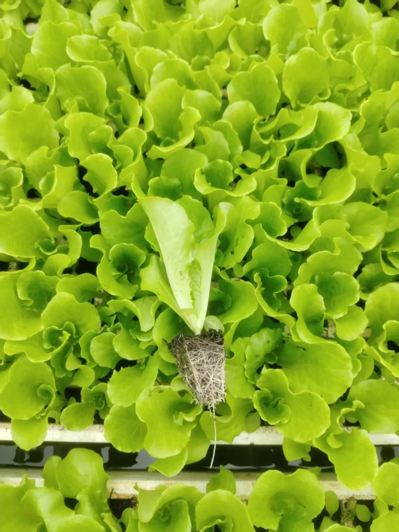 生菜苗通货2000颗一箱