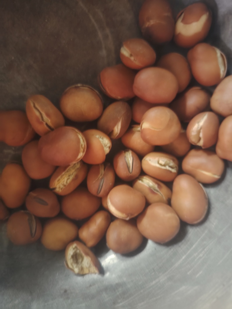 蚕豆