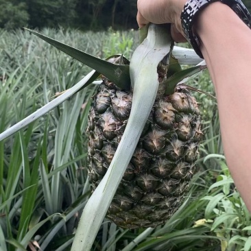 菠萝普遍单个3斤重