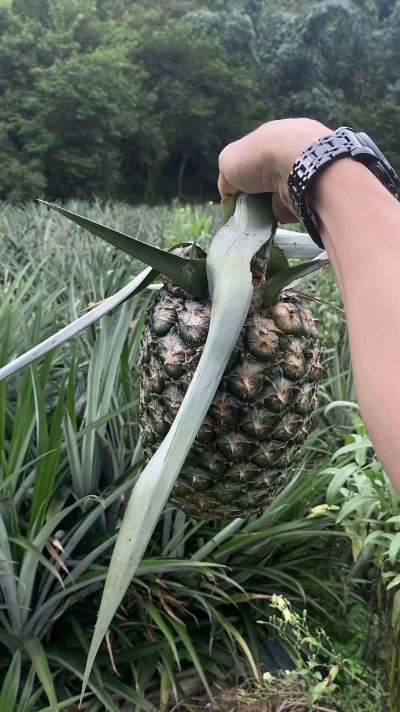 菠萝普遍单个3斤重