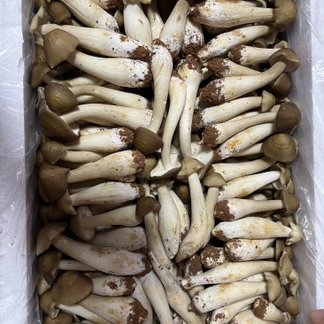 鸡枞菌