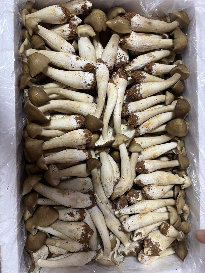 鸡枞菌