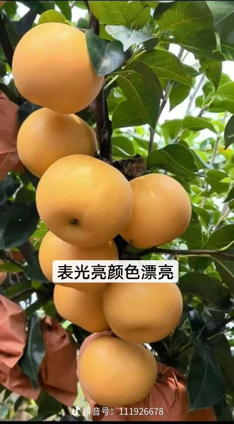 秋月梨