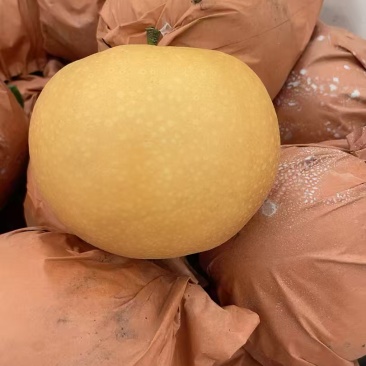 黄金梨