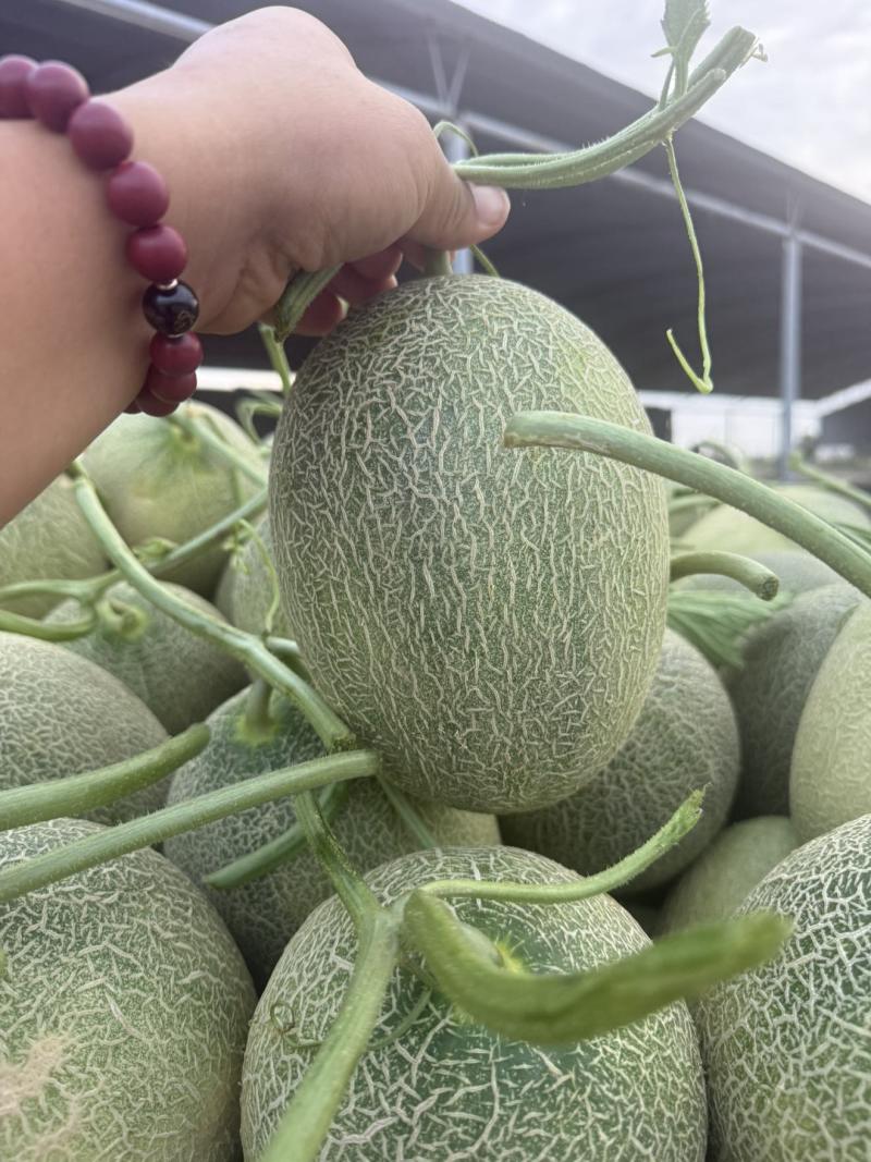 哈密瓜散装/箱装，上下6个，约36斤左右