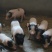香猪仔猪四川巴马香猪仔猪长速慢肉更好养殖技术